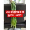 江蘇射陽(yáng)白冒手提苔產(chǎn)地直供