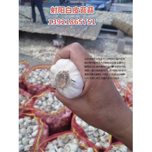 江蘇射陽大蒜種價(jià)格