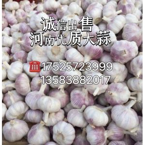 河南精品大蒜70噸誠(chéng)心找買(mǎi)家