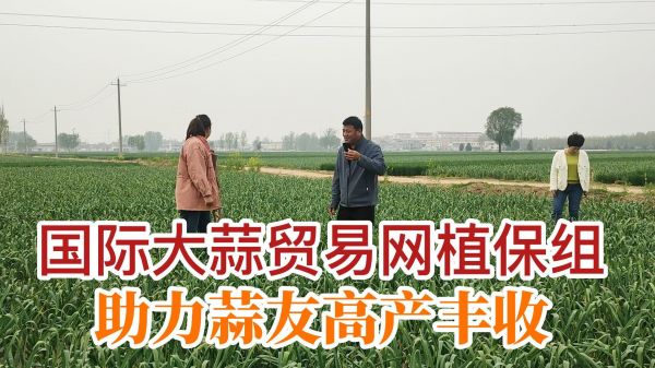 國(guó)際大蒜貿(mào)易網(wǎng)植保組助力蒜友高產(chǎn)豐收 (711播放)