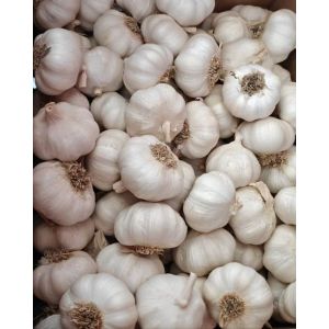 大蒜加工、出口 Garlic Exporter