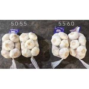 大蒜加工、出口 Garlic Exporter