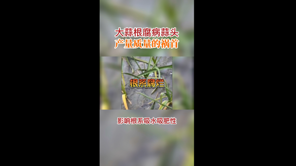 大蒜根腐病蒜頭產(chǎn)量質(zhì)量的禍首 (421播放)