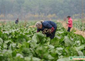 永州冷水灘：冬季蔬菜迎來豐收